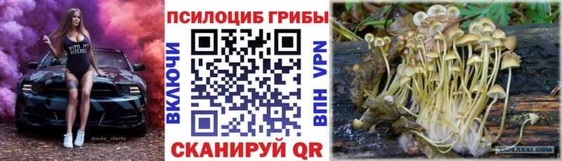 KRAKEN   где найти   Егорьевск  Псилоцибиновые грибы прущие грибы 